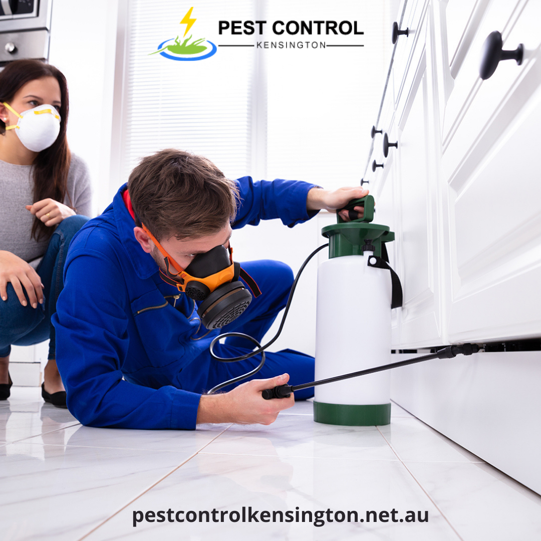 Pest Control Kensington cover