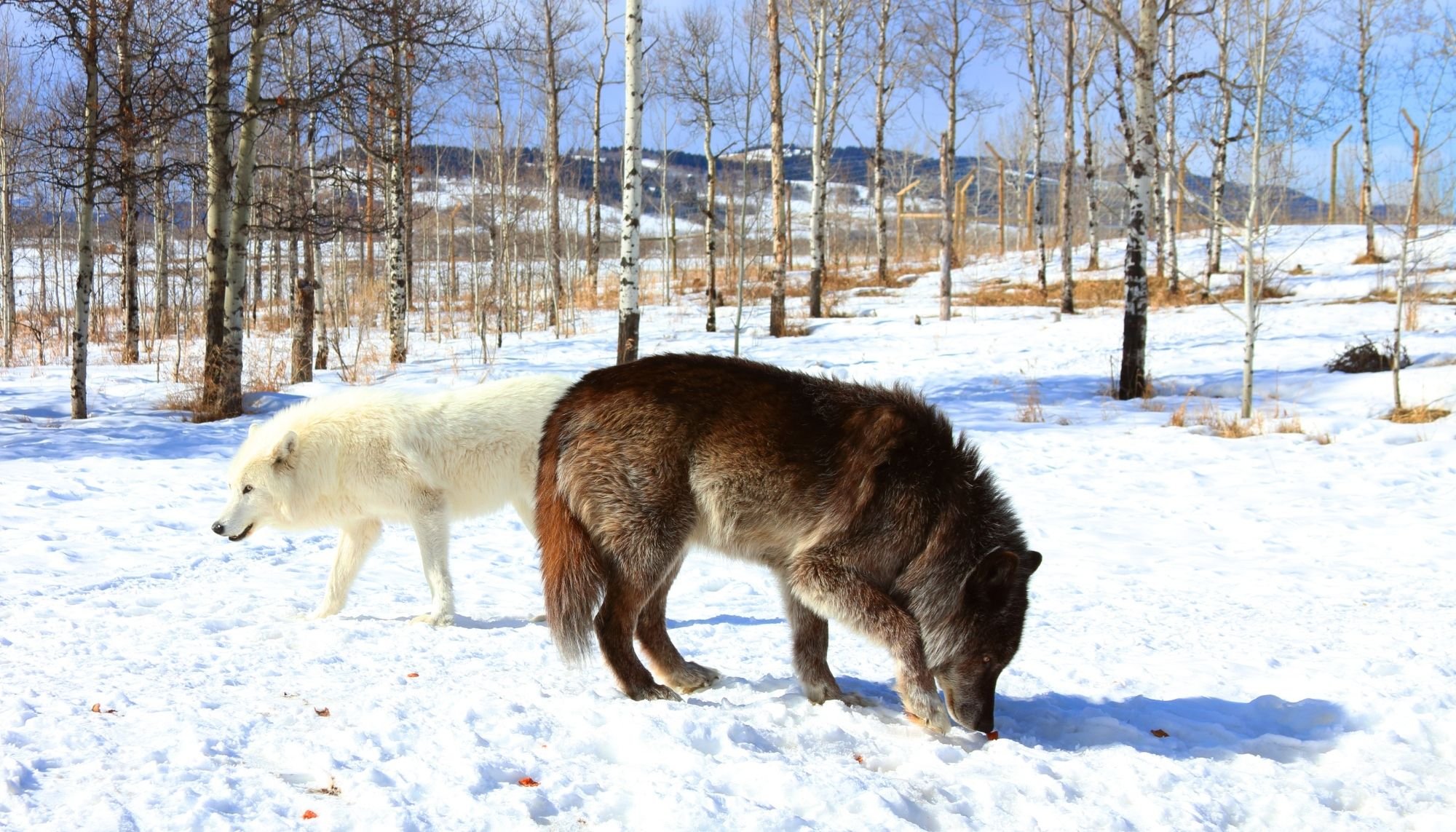 Alpaca Wildlife Control Experts cover