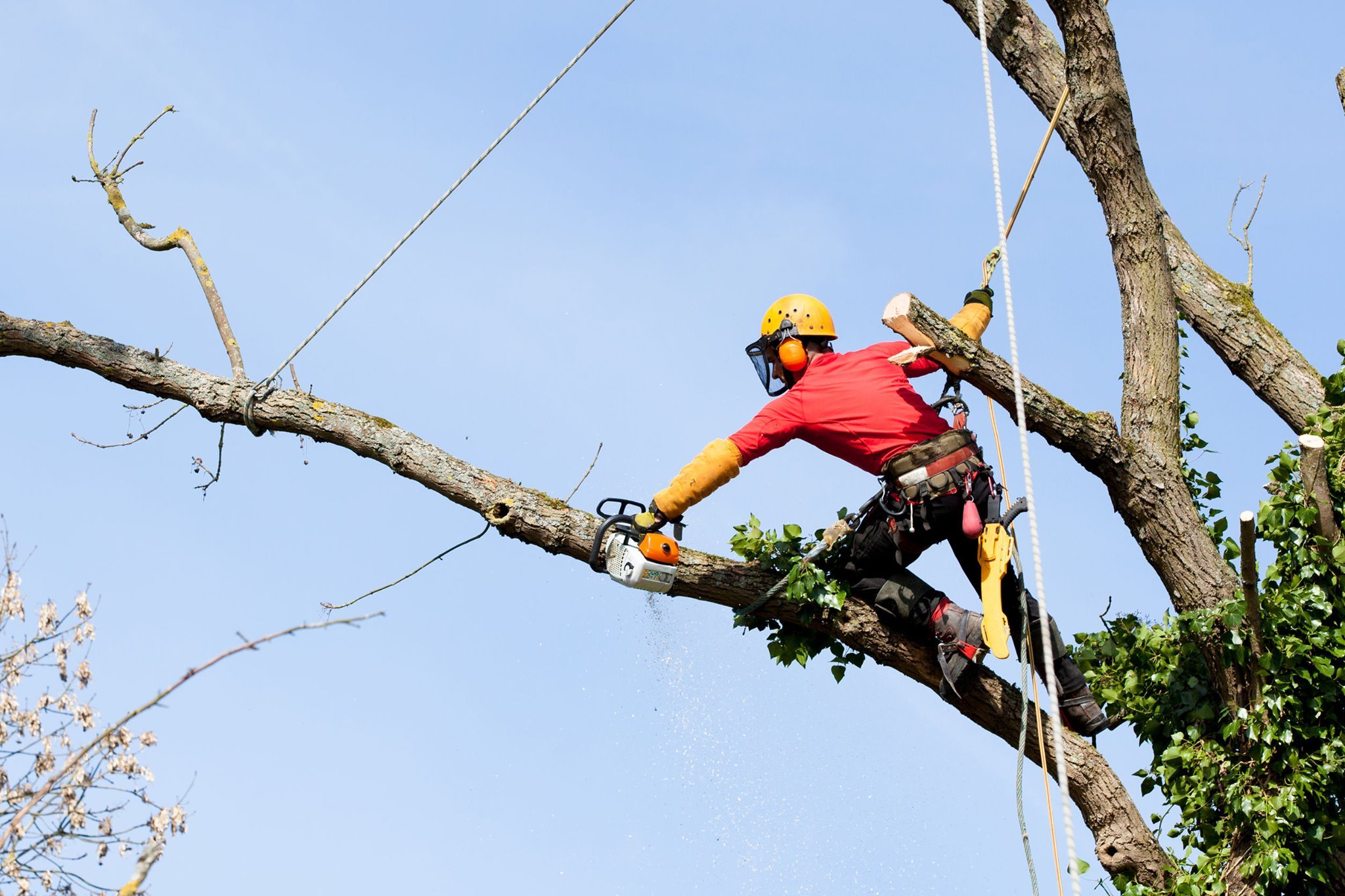 Best Tree Removal services in Adelaide
