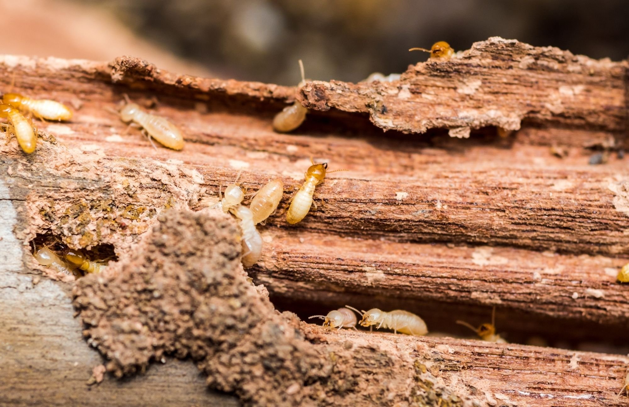 City Beautiful Termite Removal Experts cover