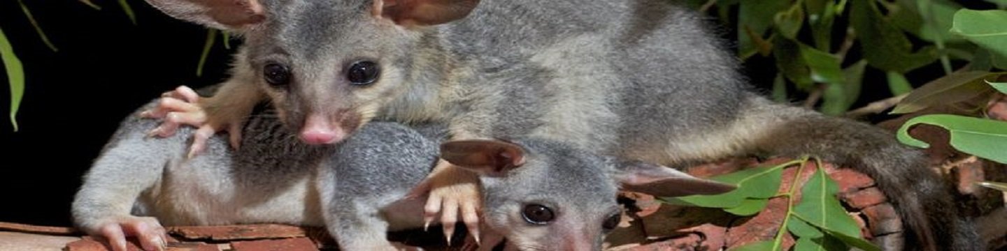 CBD Possum Removal Sydney cover