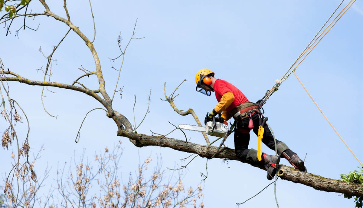 Oslo TreService - Trefelling Og Trepleie Ekspert cover