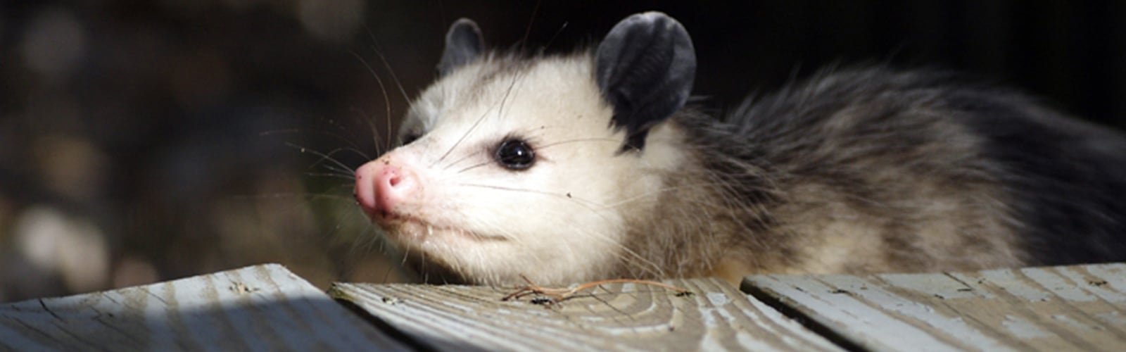 CBD Possum Removal Perth cover