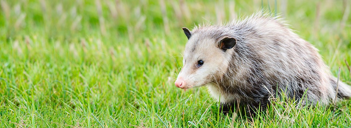 Morris Possum Removal Hobart cover