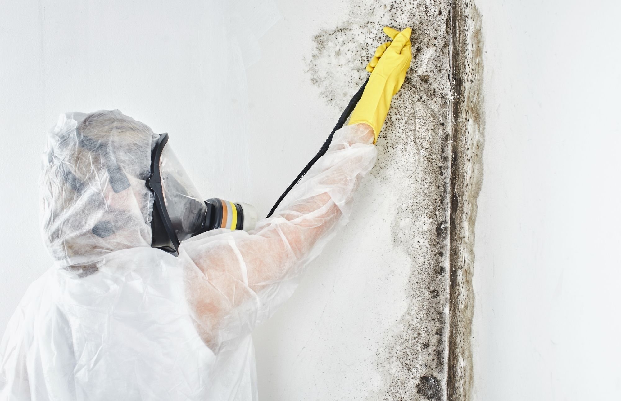 Sugarcane City Mold Removal Experts cover