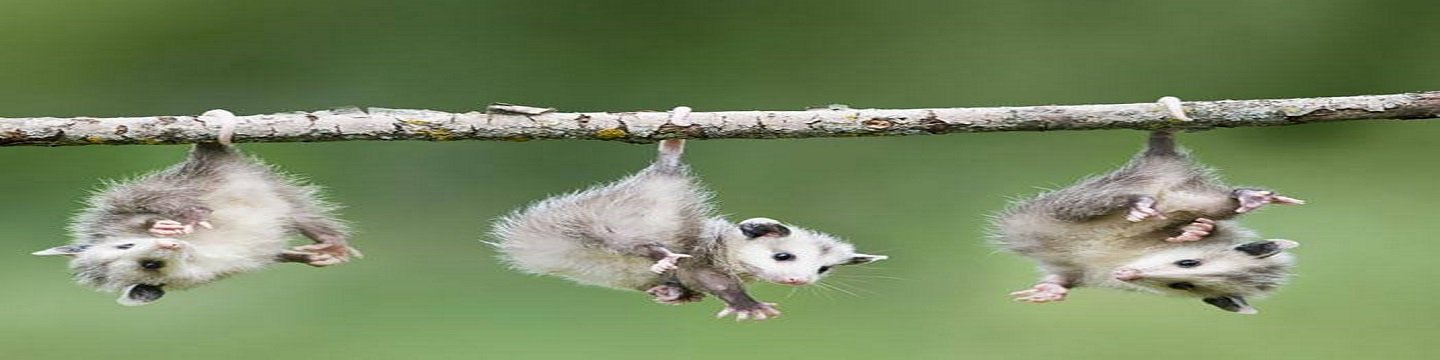 Exit Possum Removal Melbourne cover