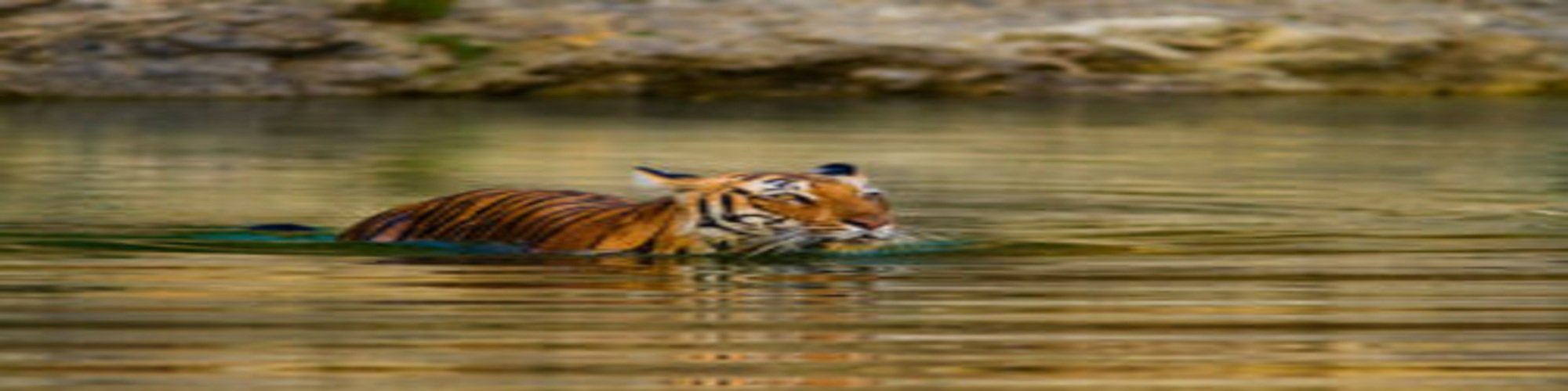 RanthamBore Safari Package cover