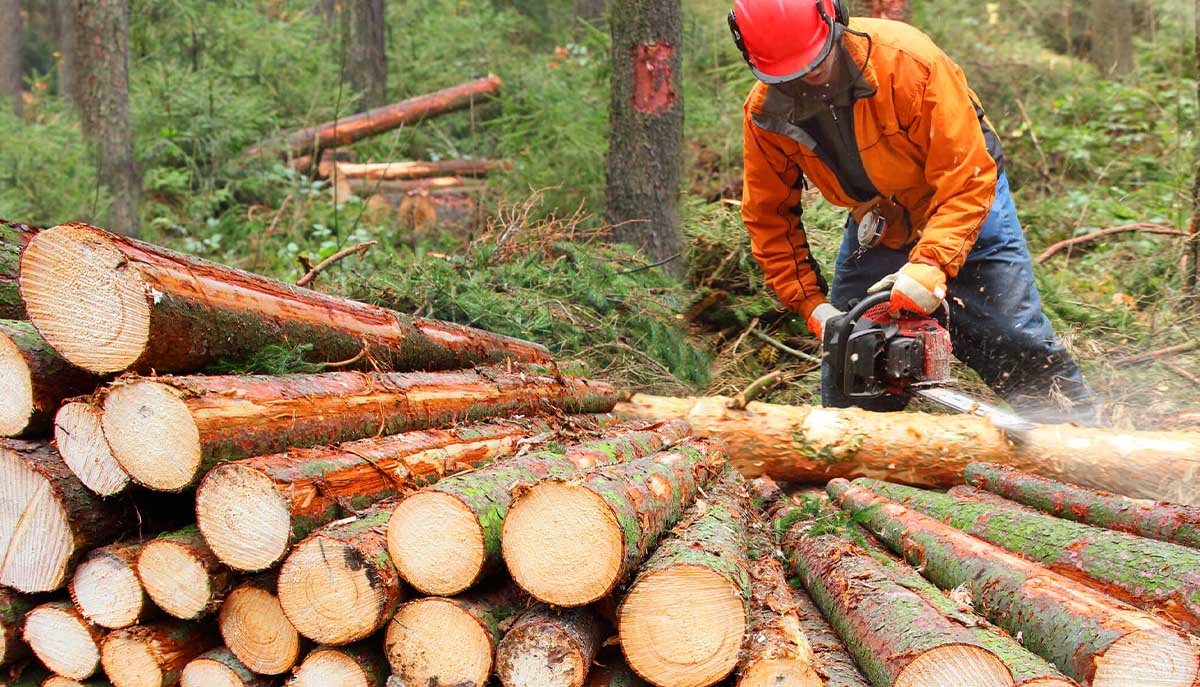 Stavanger TreService - Trefelling Og Trepleie Ekspert cover