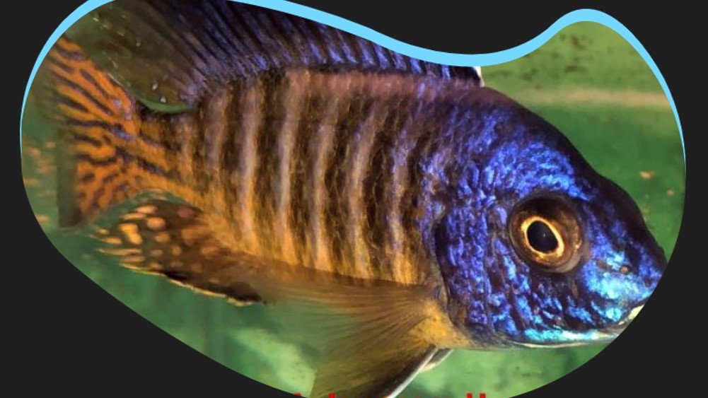 CaliforniaCichlids.com cover