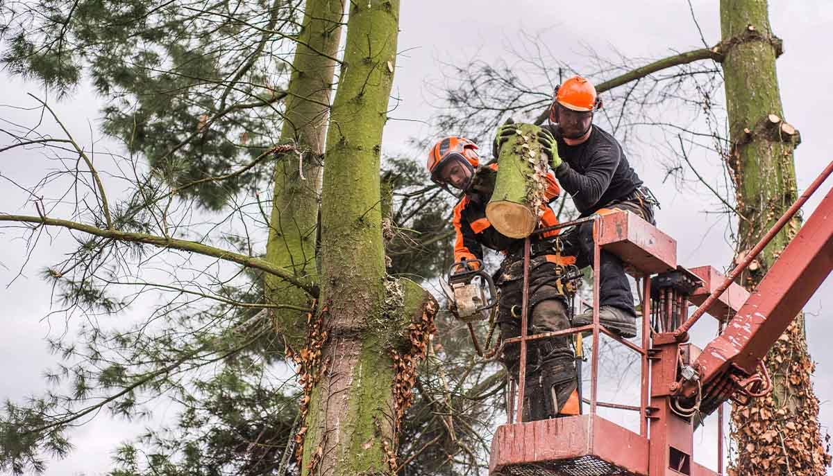 Coventry Tree Removal cover