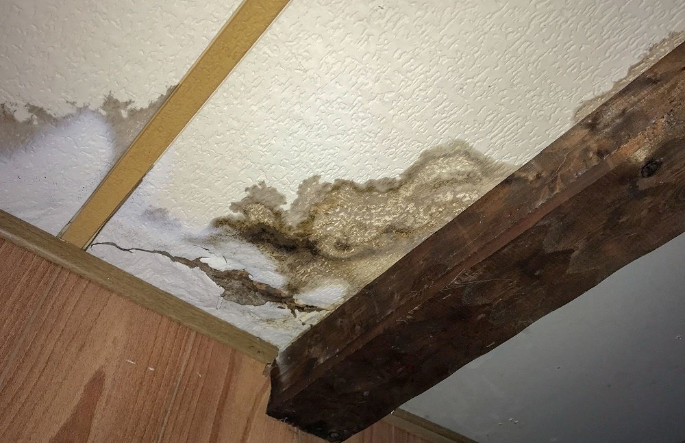 Bellwether City Water Damage Experts cover