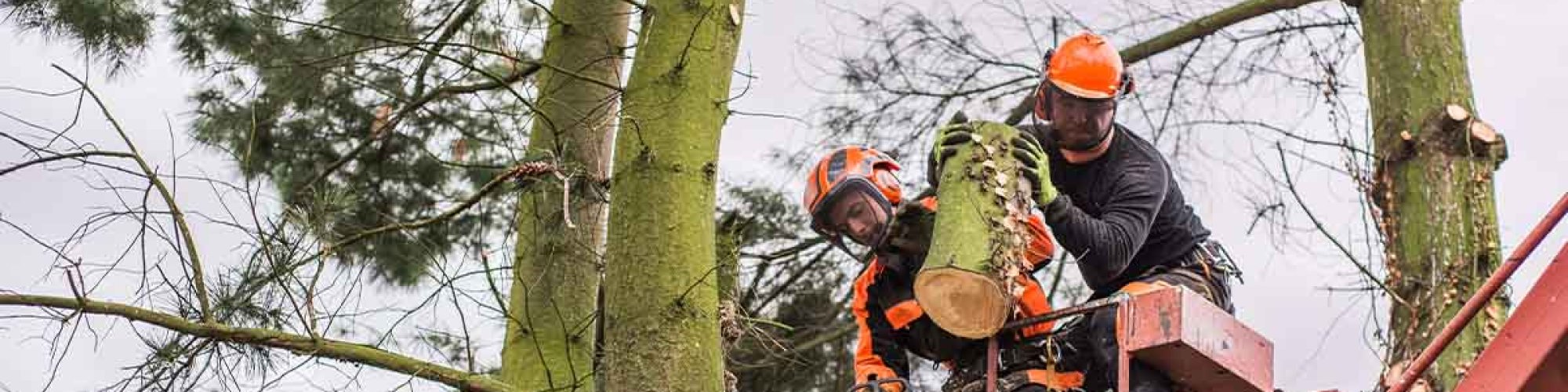 Coventry Tree Removal