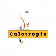 Calotropis Software Solutions