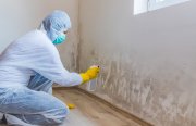 Sugarcane City Mold Removal Experts