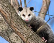 Morris Possum Removal Hobart