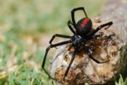 Pest Control Banksia Beach