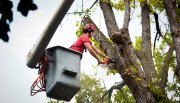 Players Park Tree Service