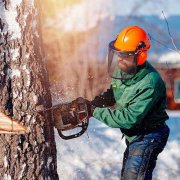 Stavanger TreService - Trefelling Og Trepleie Ekspert