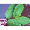 whole herbs kratom