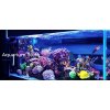 J & F Aquatics Exotics