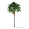 Palm Tree Depot