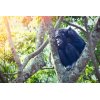 RWANDA NATURAL TOURS LTD -Best Wildlife Safari | Gorilla Trekking Operator