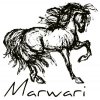 Marwari horses